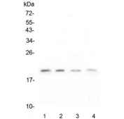 Western blot testing of human 1) T-47D, 2) HEK293, 3) K562 and 4) Caco-2 lysate with APRT antibody at 0.5ug/ml. Predicted molecular weight ~20 kDa.
