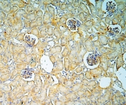IHC staining of FFPE mouse kidney with Annexin A3 antibody at 1ug/ml. HIER: boil tissue sections in pH6, 10mM citrate buffer, for 10-20 min and allow to cool before testing.