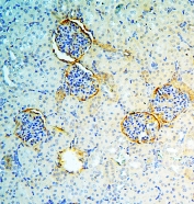 IHC staining of FFPE rat kidney with Annexin A3 antibody at 1ug/ml. HIER: boil tissue sections in pH6, 10mM citrate buffer, for 10-20 min and allow to cool before testing.