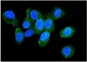 Immunofluorescent staining of FFPE human U-2 OS cells with L Plastin antibody (green) and DAPI nuclear stain (blue). HIER: steam section in pH6 citrate buffer for 20 min.