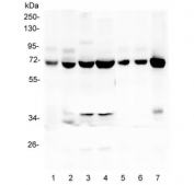 Western blot testing of human 1) CCRF-CEM, 2) HEK293, 3) HL-60, 4) THP-1, 5) rat spleen, 6) mouse spleen and 7) mouse RAW246 lysate with L Plastin antibody at 0.5ug/ml. Predicted molecular weight ~70 kDa.