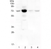 Western blot testing of human 1) HeLa, 2) placenta, 3) A431 and 4) U-2 OS cel lysate with Wee1 antibody at 0.5ug/ml. Predicted molecular weight ~72 kDa.