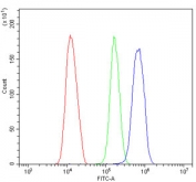 Flow cytometry testing of human SiHa cells with Wee1 antibody at 1ug/million cells (blocked with goat sera); Red=cells alone, Green=isotype control, Blue= Wee1 antibody.