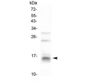 Western blot testing of human HeLa cell lysate with CDA antibody at 0.5ug/ml. Predicted molecular weight ~16 kDa.