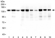 Western blot testing of 1) human HeLa, 2) human ThP-1, 3) human U-87 MG, 4) rat brain, 5) rat heart, 6) rat lung, 7) rat liver, 8) mouse brain, 9) mouse heart and 10) mouse lung lysate with BAG6 antibody at 0.5ug/ml. Predicted molecular weight ~119 kDa but observed at 150-170 kDa.