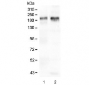 Western blot testing of human 1) placenta and 2) U-87 MG lysate with IQGAP1 antibody at 0.5ug/ml. Predicted molecular weight ~189 kDa.