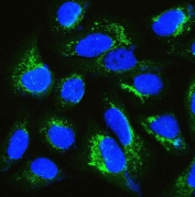 IF/ICC staining of FFPE human U-2 OS cells with IQGAP1 antibody (green) at 2ug/ml and DAPI nuclear stain (blue). HIER: steam section in pH6 citrate buffer for 20 min.