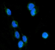 Immunofluorescent staining of FFPE human U-2 OS cells with RHOB antibody (green) and DAPI nuclear stain (blue). HIER: steam section in pH6 citrate buffer for 20 min.