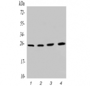 Western blot testing of 1) human U-87 MG, 2) human Caco-2, 3) rat brain and 4) mouse brain lysate with SNRPN antibody. Predicted molecular weight ~26 kDa.