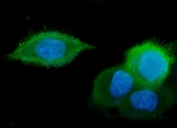 Immunofluorescent staining of FFPE human A431 cells with GM130 antibody (green) and DAPI nuclear stain (blue). HIER: steam section in pH6 citrate buffer for 20 min.