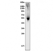 Western blot testing of human placenta lysate with CD47 antibody at 0.5ug/ml. Predicted molecular weight: 35~60 kDa depending on glycosylation level.