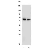 Western blot testing of human 1) HeLa and 2) HEK293 lysate with NFIA antibody. Expected molecular weight ~56 kDa (unmodified), 60-70 kDa (phosphorylated).