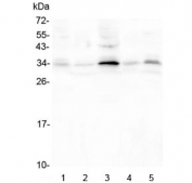 Western blot testing of 1) rat thymus, 2) rat kidney, 3) rat testis, 4) mouse kidney and 5) mouse testis lysate with PPA1 antibody at 0.5ug/ml. Predicted molecular weight: ~33 kDa.