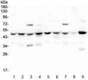 Western blot testing of 1) rat brain, 2) rat lung, 3) rat liver, 4) rat stomach, 5) mouse brain, 6) mouse lung, 7) mouse liver, 8) mouse stomach and 9) mouse NIH3T3 lysate with SF3B4 antibody at 0.5ug/ml. Predicted molecular weight ~44 kDa but routinely observed at ~49 kDa.