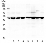 Western blot testing of human 1) placenta, 2) MDA-MB-231, 3) U-2 OS, 4) HL-60, 5) A549, 6) PC-3, 7) ThP-1 and 8) U-87 MG lysate with SF3B4 antibody at 0.5ug/ml. Predicted molecular weight ~44 kDa but routinely observed at ~49 kDa.