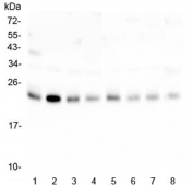 Western blot testing of 1) rat spleen, 2) rat lung, 3) rat ovary, 4) rat kidney, 5) mouse lung, 6) mouse ovary, 7) mouse kidney and 8) mouse SP2/0 lysate with RAB11B antibody at 0.5ug/ml. Predicted molecular weight ~24 kDa.