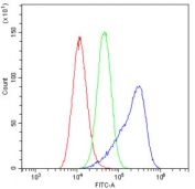 Flow cytometry testing of human A549 cells with RAB11B antibody at 1ug/10^6 cells (blocked with goat sera); Red=cells alone, Green=isotype control, Blue= RAB11B antibody.