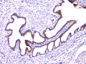 IHC staining of FFPE mouse ovary with RAB11B antibody at 1ug/ml. HIER: boil tissue sections in pH6, 10mM citrate buffer, for 10-20 min and allow to cool before testing.