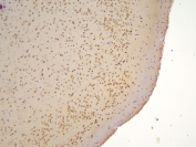 IHC staining of FFPE mouse brain with TAF12 antibody at 1ug/ml. HIER: boil tissue sections in pH6, 10mM citrate buffer, for 10-20 min and allow to cool before testing.