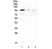 Western blot testing of 1) human Caco-2, 2) rat brain and 3) mouse brain lysate with HECTD3 antibody at 0.5ug/ml. Predicted molecular weight ~97 kDa.