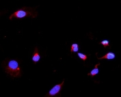 Immunofluorescent staining of FFPE human U-2 OS cells with DARS2 antibody (red) at 2ug/ml and DAPI nuclear stain (blue). HIER: steam section in pH6 citrate buffer for 20 min.