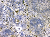 IHC staining of FFPE mouse spleen tissue with IL-34 antibody at 1ug/ml. HIER: boil tissue sections in pH6, 10mM citrate buffer, for 10-20 min and allow to cool before testing.