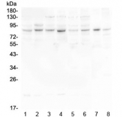 Western blot testing of human 1) HeLa, 2) U-87 MG, 3) U-2 OS, 4) K562, 5) Caco-2, 6) A549, 7) rat heart and 8) mouse heart lysate with HOOK3 antibody at 0.5ug/ml. Predicted molecular weight ~83 kDa.