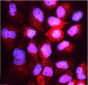 Immunofluorescent staining of FFPE human A431 cells with HOOK3 antibody (red) and DAPI nuclear stain (blue). HIER: steam section in pH6 citrate buffer for 20 min.