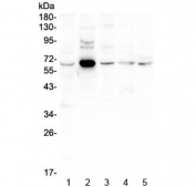 Western blot testing of 1) rat liver, 2) mouse thymus, 3) mouse lung, 4) mouse liver and 5) mouse SP2/0 lysate with EGFL6 antibody at 0.5ug/ml. Predicted molecular weight ~62 kDa.