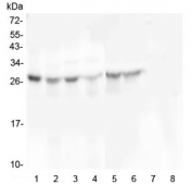 Western blot testing of 1) human placenta, 2) human U-87 MG, 3) monkey COS-7, 4) human U-20 OS, 5) human HEK293, 6) human SHG-44, 7) human K562 and 8) human HL-60 cell lysate with SCN4B antibody at 0.5ug/ml. Predicted molecular weight: 25-38 kDa depending on level of glycosylation.