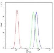 Flow cytometry testing of human U-87 MG cells with KBTBD2 antibody at 1ug/million cells (blocked with goat sera); Red=cells alone, Green=isotype control, Blue= KBTBD2 antibody.