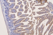 IHC staining of FFPE mouse intestine with SFRP1 antibody at 1ug/ml. HIER: boil tissue sections in pH6, 10mM citrate buffer, for 10-20 min and allow to cool before testing.