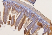 IHC staining of FFPE rat intestine with SFRP1 antibody at 1ug/ml. HIER: boil tissue sections in pH6, 10mM citrate buffer, for 10-20 min and allow to cool before testing.