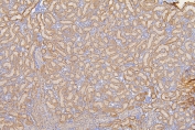 IHC staining of FFPE rat kidney with SFRP1 antibody at 1ug/ml. HIER: boil tissue sections in pH6, 10mM citrate buffer, for 10-20 min and allow to cool before testing.