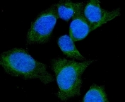 Immunofluorescent staining of FFPE human U-2 OS cells with SFRP1 antibody (green) and DAPI nuclear stain (blue). HIER: steam section in pH6 citrate buffer for 20 min.