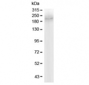 Western blot testing of human Caco-2 lysate with MRP2 antibody at 0.5ug/ml. Predicted molecular weight: 174-250 kDa depending on degree of glycosylation.