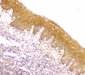 IHC staining of FFPE human tonsil tissue with MCUR1 antibody at 1ug/ml. HIER: boil tissue sections in pH6, 10mM citrate buffer, for 10-20 min and allow to cool before testing.