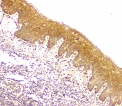 IHC staining of FFPE human tonsil tissue with MCUR1 antibody at 1ug/ml. HIER: boil tissue sections in pH6, 10mM citrate buffer, for 10-20 min and allow to cool before testing.