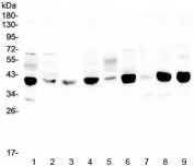 Western blot testing of human 1) HeLa, 2) MDA-MB-231, 3) HL-60, 4) MDA-MB-453, 5) A431, 6) Caco-2, 7) rat spleen, 8) mouse lung and 9) mouse ANA-1 lysate with MCUR1 antibody at 0.5ug/ml. Predicted molecular weight ~40 kDa.
