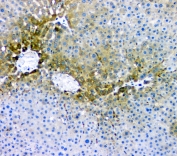 IHC staining of FFPE rat liver with RMI2 antibody at 1ug/ml. HIER: boil tissue sections in pH6, 10mM citrate buffer, for 10-20 min and allow to cool before testing.