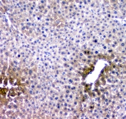 IHC staining of FFPE mouse liver with RMI2 antibody at 1ug/ml. HIER: boil tissue sections in pH6, 10mM citrate buffer, for 10-20 min and allow to cool before testing.