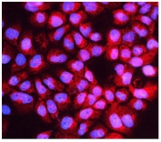 Immunofluorescent staining of FFPE human A431 cells with HOOK2 antibody (red) and DAPI nuclear stain (blue). HIER: steam section in pH6 citrate buffer for 20 min.