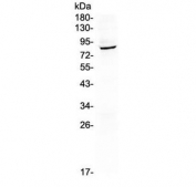 Western blot testing of human A549 lysate with HOOK2 antibody at 0.5ug/ml. Predicted molecular weight ~83 kDa.