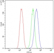 Flow cytometry testing of human U-87 MG cells with HOOK2 antibody at 1ug/10^6 cells (blocked with goat sera); Red=cells alone, Green=isotype control, Blue= HOOK2 antibody.