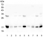 Western blot testing of 1) rat heart, 2) rat lung, 3) rat liver, 4) rat brain, 5) mouse heart, 6) mouse lung, 7) mouse liver, 8) mouse brain and 9) mouse Neuro-2a lysate with TIMM17A antibody at 0.5ug/ml. Predicted molecular weight ~18 kDa.