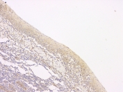 IHC staining of FFPE human tonsil with SRCIN1 antibody at 1ug/ml. HIER: boil tissue sections in pH6, 10mM citrate buffer, for 10-20 min and allow to cool before testing.