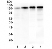 Western blot testing of 1) human T-47D, 2) human MDA-MB-453, 3) rat brain and 4) mouse brain lysate with SRCIN1 antibody at 0.5ug/ml. Expected molecular weight: 130-140 kDa.