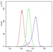 Flow cytometry testing of human A549 cells with TMEM166 antibody at 1ug/10^6 cells (blocked with goat sera); Red=cells alone, Green=isotype control, Blue= TMEM166 antibody.