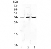 Western blot testing of human 1) HeLa, 2) placenta and 3) PC-3 lysate with PPCS antibody at 0.5ug/ml. Predicted molecular weight ~34 kDa.