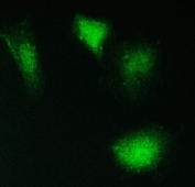 IF/ICC staining of FFPE human A549 cells with PPCS antibody (green) at 2ug/ml. HIER: steam section in pH6 citrate buffer for 20 min.